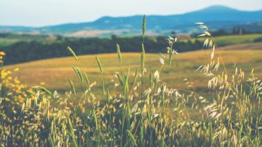 İtalyan kırsal kesiminde sonbahar günü manzarası. Günbatımında eşsiz bir Toskana manzarası. Dalga tepeleri, selvi ağaçları ve bulutlu gökyüzü. Gürültü ve tahılla klasik ton filtre efekti.