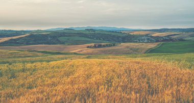 Toskana, İtalya. Hasat zamanı Toskana tepeleri. Yuvarlanan tepeleri olan eşsiz bir manzara. Seyahat et. Güzel bir yer. Tatil gezisi. Gürültü ve tahılla klasik ton filtre efekti.