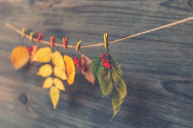 Fikriniz ve metin için sonbahar çerçevesi. Eski bir tahta üzerinde sarı, kırmızı, turuncu yaprakları ile çalılar Sonbahar kuru dalları. Sonbahar modeli. Tonda vintage görüntü. Seçici odaklama.