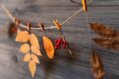 Fikriniz ve metin için sonbahar çerçevesi. Eski bir tahta üzerinde sarı, kırmızı, turuncu yaprakları ile çalılar Sonbahar kuru dalları. Sonbahar modeli. Tonda vintage görüntü. Seçici odaklama.