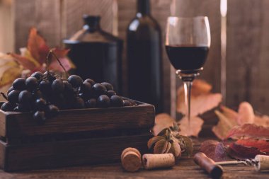 Koyu mavi asma üzüm. Şarap yapmak için üzüm. Sonbaharda bir şaraphanede üzüm asmaları ayrıntılı görünümü. Tonlu görüntü. Seçici odaklama.