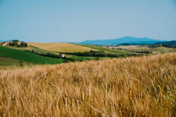 美丽的托斯卡纳的传统乡村和风景 金色和柏树的田野 意大利 旅游理念 欧洲农业之旅 — 图库照片