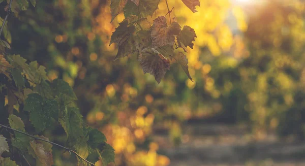 Gouden Herfst Scène Een Park Met Vallende Bladeren Zon Schijnt — Stockfoto