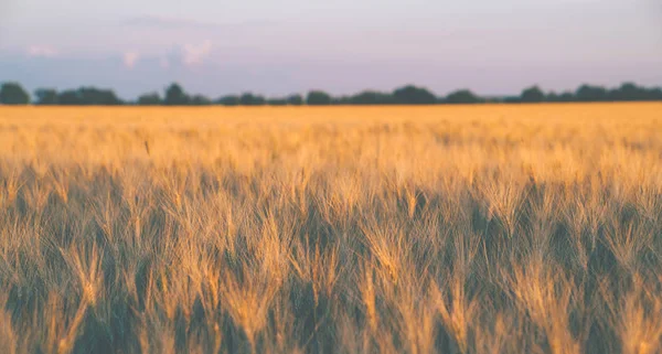 Buğday Tarlası Altın Buğday Kulakları Yakında Güzel Doğa Gün Batımı — Stok fotoğraf