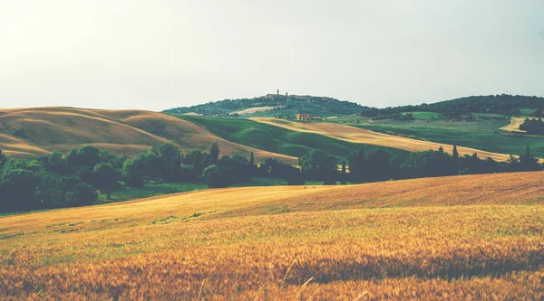 Paisajes Paisajes Tradicionales Hermosa Toscana Campos Colores Dorados Cipreses Italia — Foto de Stock