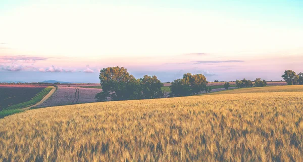 欧洲华伦托高原多姿多彩的田野 在五彩缤纷的田野与小麦 圣人和薰衣草之间的乡村小路 带有噪音和颗粒的复古色调过滤效果 — 图库照片