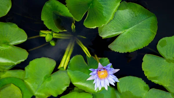 Gölde Yeşil Yapraklı Güzel Nilüfer Veya Nilüfer Çiçeği Doğa Arka — Stok fotoğraf