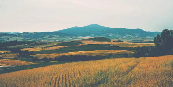 Toszkána Vidéki Naplemente Táj Vidéki Farm Ciprusok Fák Mezők Napfény — Stock Fotó