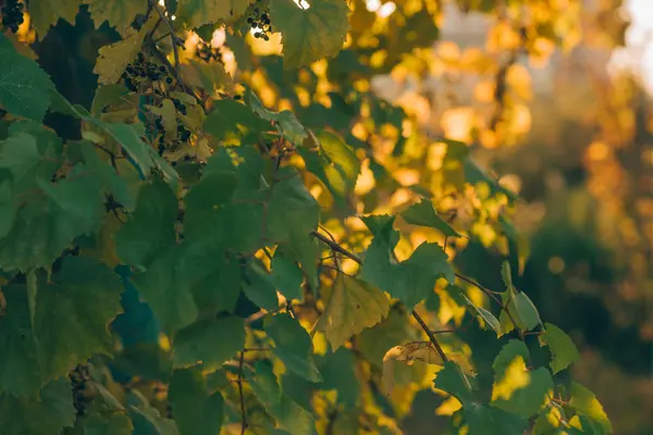 Herbst Goldene Blätter Schmücken Eine Schöne Natur Bokeh Hintergrund Mit — Stockfoto