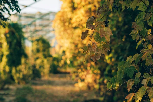 Verbazingwekkend Landschap Met Goudkleurig Buiten Reisachtergrond Gouden Herfst Het Park — Stockfoto