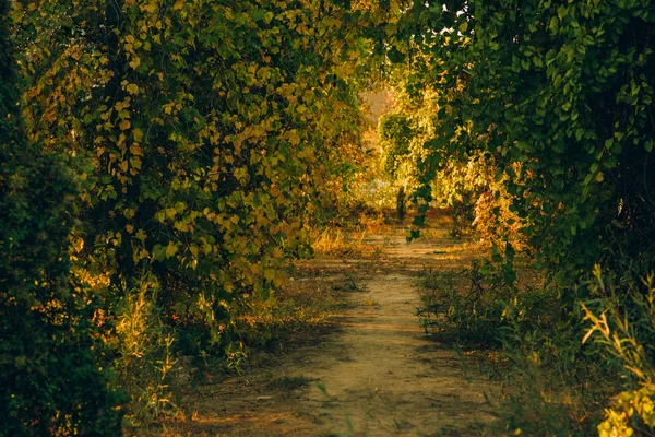 Niesamowity Krajobraz Złotym Kolorem Podróże Świeżym Powietrzu Złota Jesień Parku — Zdjęcie stockowe