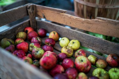 Şehirde sonbahar çiftçi pazarında yerel ürünler. Taze ve organik meyveler. Tarım ürünleri. Mevsimlik hasat edildi. Biyo, sağlıklı, vejetaryen gıda.