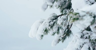 Kar, kar örtülü sahnenin hafif tonlarına karşı yılbaşı dalını parlak bir şekilde kapladı. Metnin için boşluk kopyala.