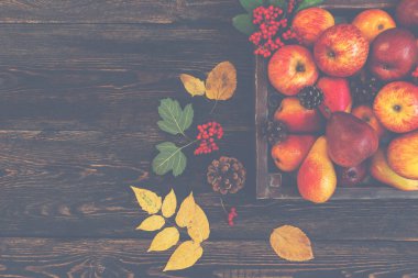 Şükran Günü 'nde böğürtlenler, sonbahar yaprakları, elmalar ve koniler olur. Sonbahar Şükran Günü mevsimlik meyveleri. Doğa geçmişi. Tonu ayarlanmış resim, alanı kopyala.