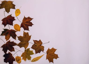 Sonbahar düşen yaprakları ve pastel arka plan metin için copyspace.