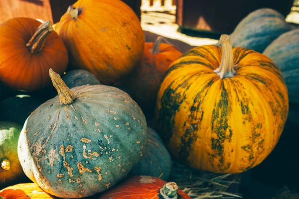 Pumpa Stjälkar Höstbakgrund — Stockfoto