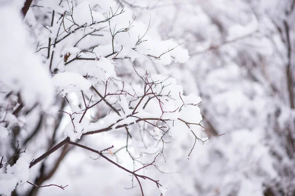 Bosque Invierno Bosque Cubierto Nieve Fresca Durante Navidad Invierno Escena — Foto de Stock