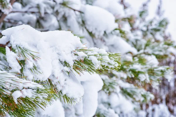 전나무가지 소나무 가지를 눈으로 덮는다 크리스마스와 빈티지 톤이야 원문을 — 스톡 사진