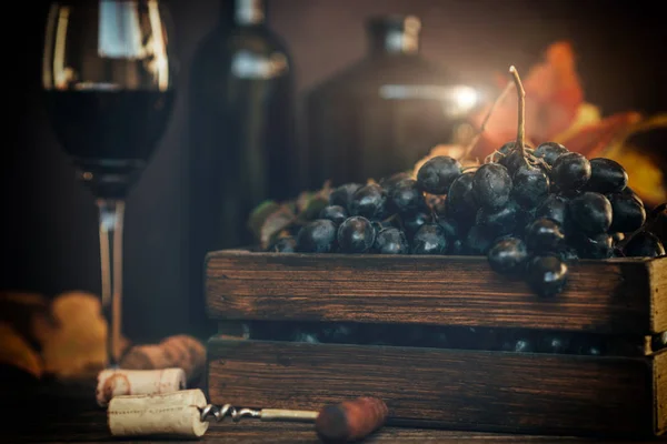 Grapes harvest. Vintage wooden box with freshly harvested black grapes at sunset in autumn harvest. Ripe grapes in fall. Wine and ripe grape served for a friendly party in a winery. Toned image.