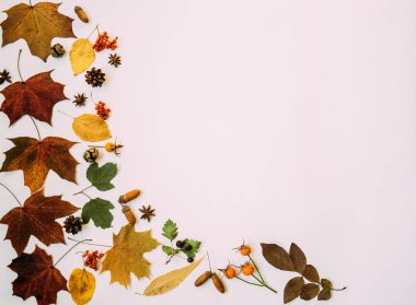 Sonbahar kompozisyonu. Sonbahar çiçekleri ve yaprakları, meşe palamudu, çam kozalağı, anason yıldızı. Düz döşeme, üst görünüm, kopyalama alanı.