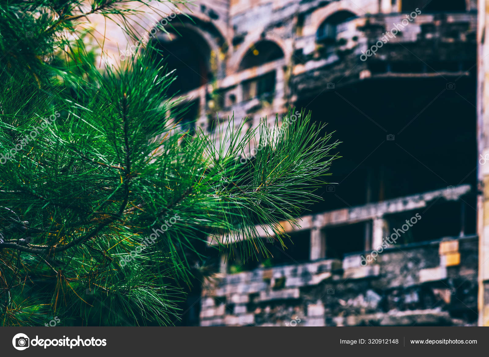 Crías de fondo de ramas de árboles de abeto. Concepto de invierno
