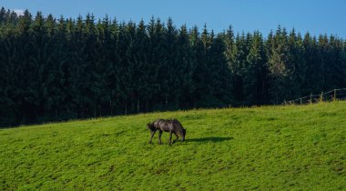 Kırsal alanda siyah at. At çiftliği otlağı. At çiftliğinde siyah at otluyor..