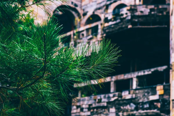 버려진 건물의 배경을 배경으로 소나무 가지가 추상적 이미지 — 스톡 사진