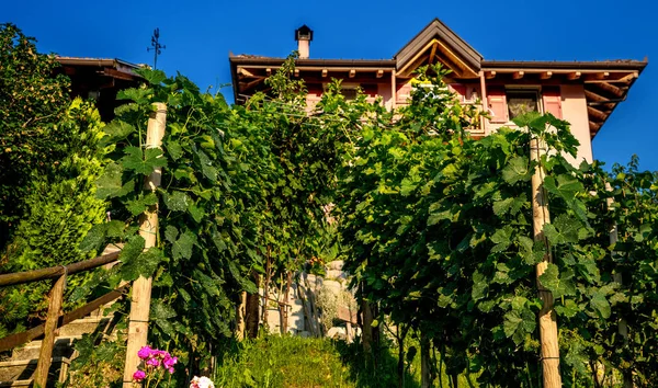 意大利南蒂罗尔Trentino Alto Adige地区葡萄园和苹果园的景观 背景上漂亮的农舍 农业旅游 — 图库照片