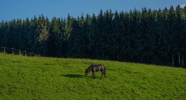 Černý Kůň Stojící Vysoké Trávě Světle Zapadajícího Slunce Žluté Zelené — Stock fotografie