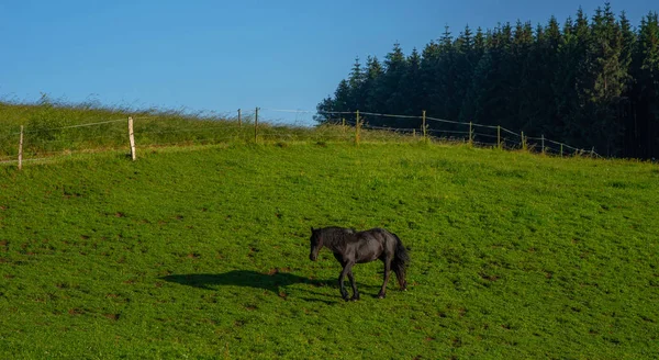 Black Horse Rural Pasture Horse Farm Pasture Black Horse Grazing — Stock Photo, Image
