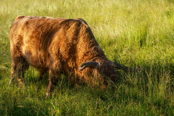 Scottish cow in the nature. Highland cow in field.
