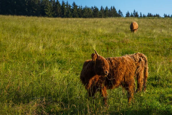 Scottish Cow Nature Highland Cow Field — Stock Photo, Image