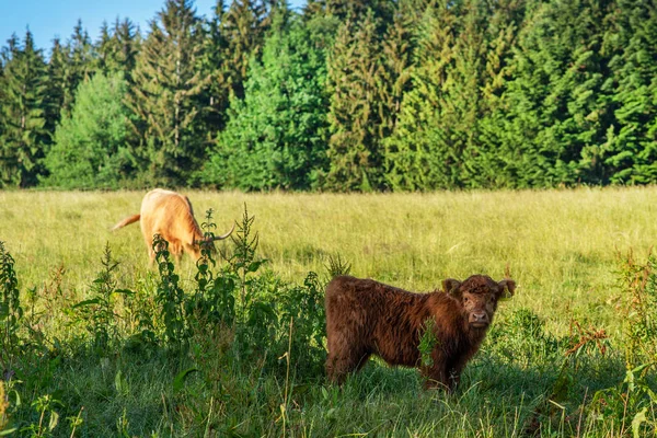 Scottish Cow Nature Highland Cow Field — Stock Photo, Image