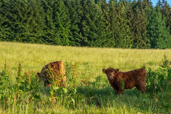 Skotská Kráva Přírodě Horská Kráva Poli — Stock fotografie