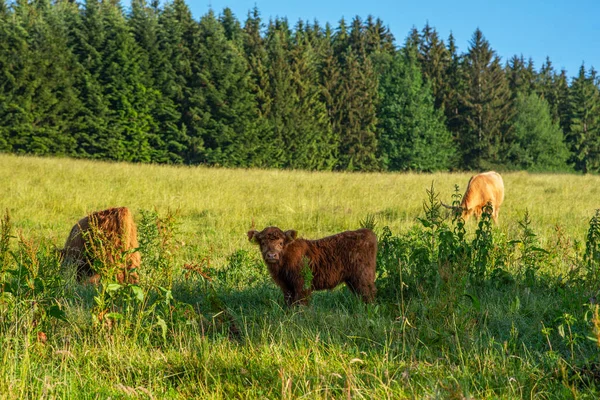 Scottish Cow Nature Highland Cow Field — Stock Photo, Image