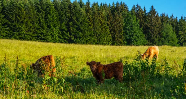 苏格兰奶牛的天性 高地奶牛在田里 — 图库照片