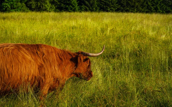 Vaca Escocesa Naturaleza Vaca Montañosa Campo — Foto de Stock