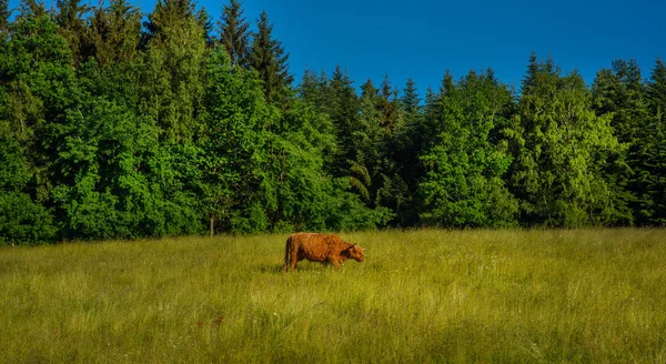 Skotská Kráva Přírodě Horská Kráva Poli — Stock fotografie