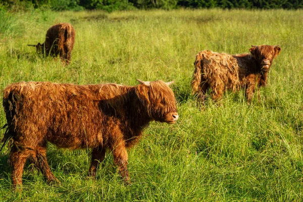 Scottish cow in the nature. Highland cow in field.