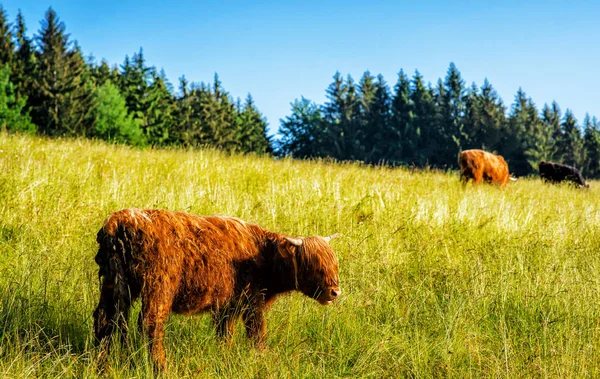 Scottish Cow Nature Highland Cow Field — Stock Photo, Image