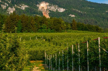 Yaz dönemi. Elma ağaçlarıyla güzel bir doğa sahnesi. Güneşli bir gün. Güzel meyve bahçesi. Sarca Vadisi 'nde elma bahçeleri, İtalyan Alpleri. Trentino Alto Adige, İtalya, Avrupa.