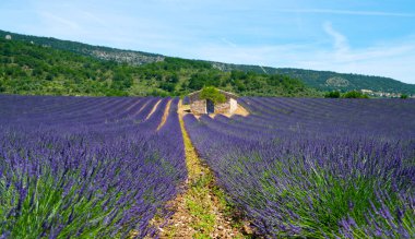Valensole yakınlarındaki lavanta tarlası yaz günbatımı manzarası. Provence, Fransa.
