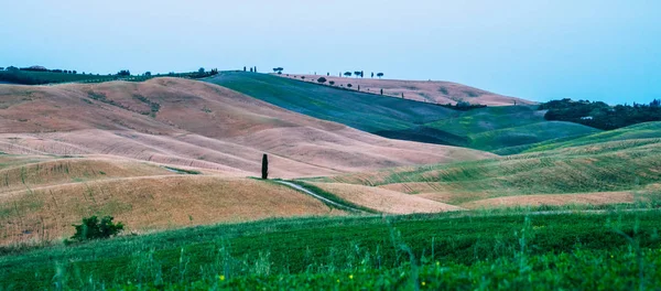 美しい夕暮れの風景 波の丘の上の農場フィールド シエナ観光都市 トスカーナ イタリアの近くの壮大な農業フィールド ノイズと穀物とヴィンテージトーンフィルター効果 — ストック写真