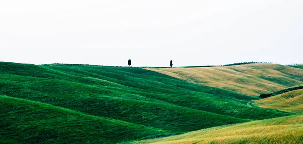 Paisagem Toscana Única Verão Colinas Onda Ciprestes Árvores Luz Crepúsculo — Fotografia de Stock