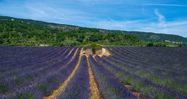 Lavanda Campo Verão Pôr Sol Paisagem Perto Valensole Provence França — Fotografia de Stock