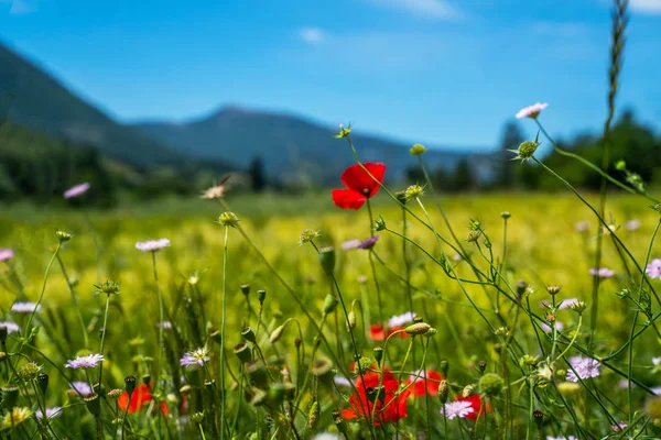 Prachtig Ochtendveld Met Felle Zon Voorjaar Weide Bloemen Landschap Voorjaarsbos — Stockfoto