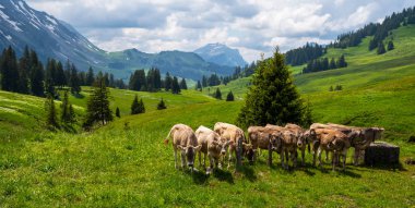 Kahverengi dağ buzağıları yazın Bernese Alpleri 'nde bir çayırda otluyor. Grindelwald, Jungfrau bölgesi, Bernese Oberland, İsviçre.