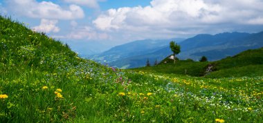 Kar ve buzullarla dolu keskin Alp zirveleri bahar çayırlarının üzerinde süzülür narin kokulu bahar çiçekleri..