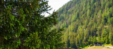 Yeşil renkli bulanık bir arka planda çam dalına yakın plan. Bahar dağlarının arkasındaki güneşli ormanda taze yeşil çam dalları..