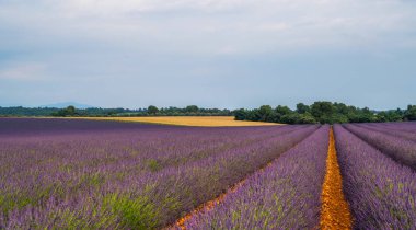 Valensole turistik köyü, Provence bölgesi, Fransa, Avrupa yakınlarındaki görkemli renkli alanlar. Turizm ya da tatil seyahati konsepti. Bahar lavantası arka planı. Çiçek arkaplanı.